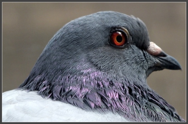 Pigeon Close up