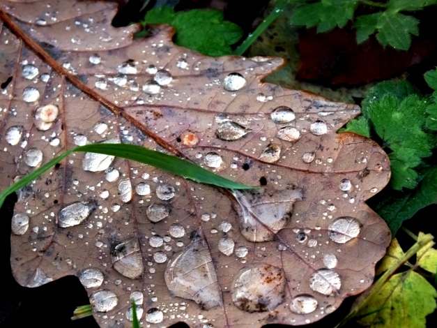 Rain on Oak leaf 