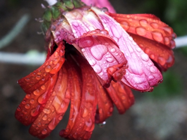 Osteospermum after rain
