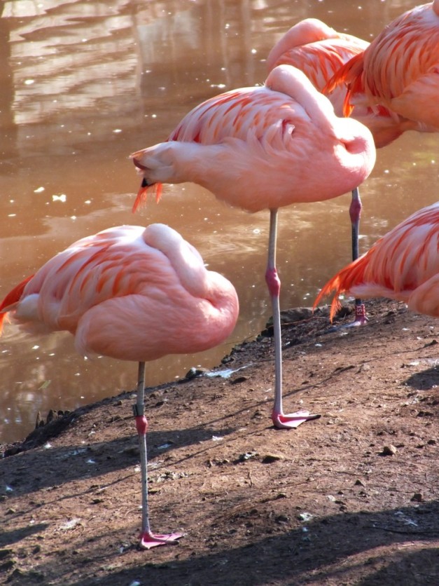 Flamingos in paignton