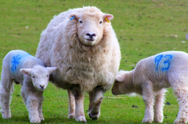 Hardy Exmoor sheep