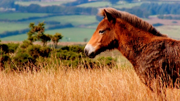 Pony on Exmoor