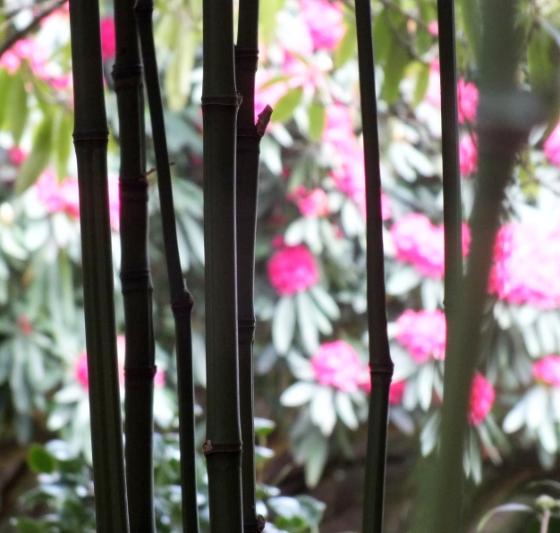 Bamboo with a backdrop of rhodedendrons