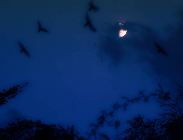 moon birds